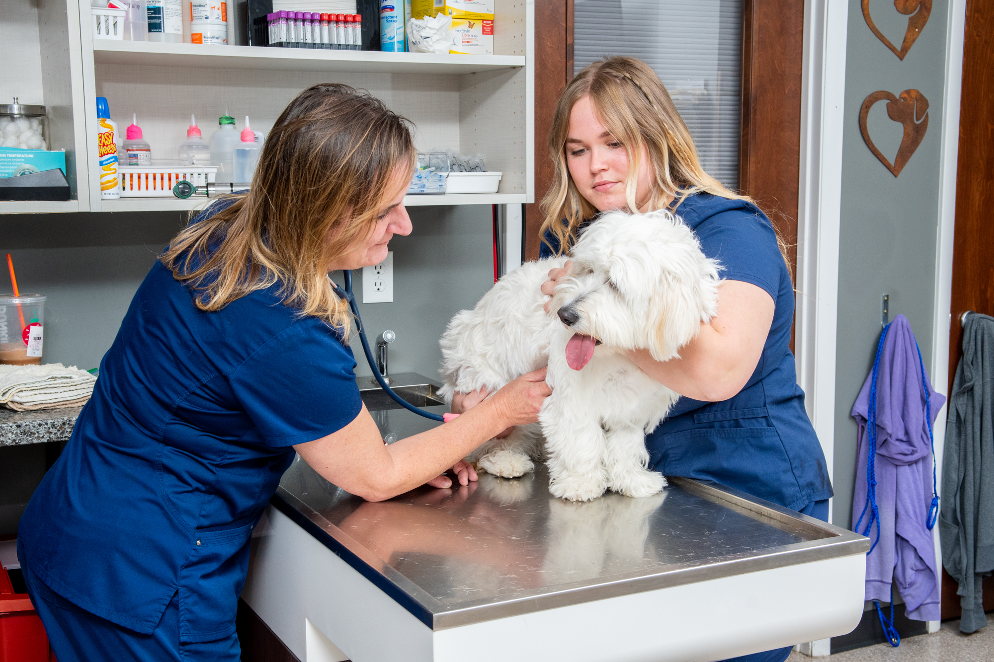 HighQuality Vet Hospital in Lowell, IN Lowell Animal Hospital